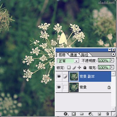 Photoshop為普通花卉照片添加柔和藝術(shù)效果,PS教程,Photoshop教程